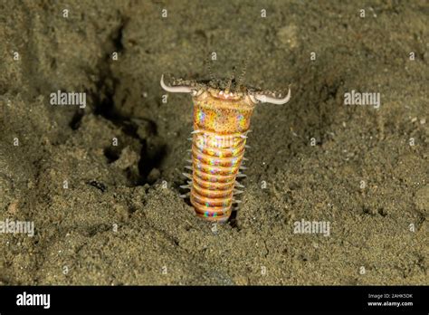 Sand striker hi-res stock photography and images - Alamy