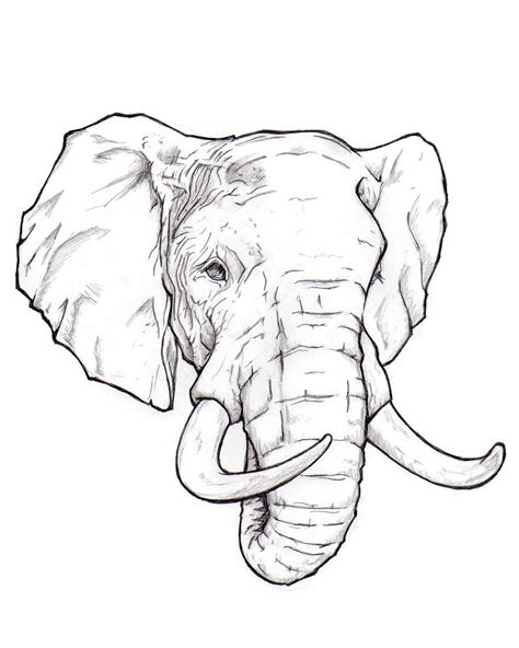 how-to-draw-an-elephant-head-and-face-way-step-for-beginner - Artly