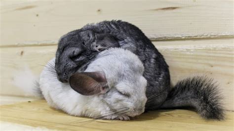 Do Chinchillas Eat Their Babies