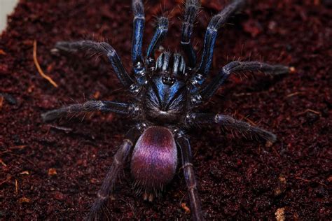 Old World Tarantulas vs. New World Tarantulas: The Complete List - AZ ...