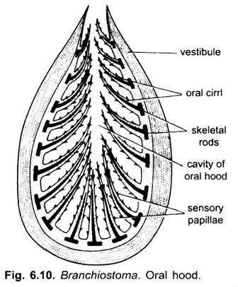 Coelom of Branchiostoma (With Diagram) | Cephalochordata | Chordata | Zoology