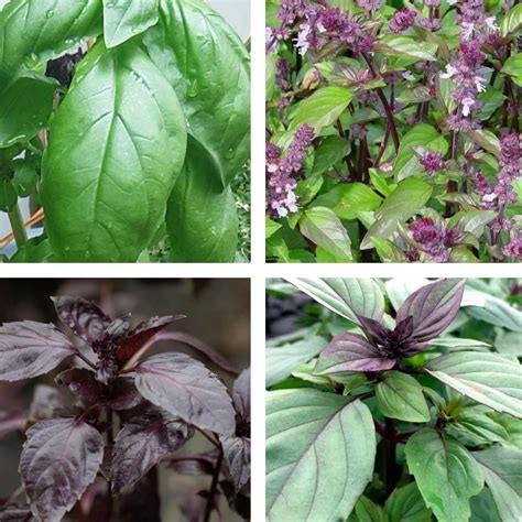 Basil (4 varieties) - Local Seeds