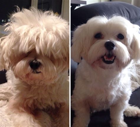 128 Dogs Before And After Their Haircuts (Add Yours) | Bored Panda