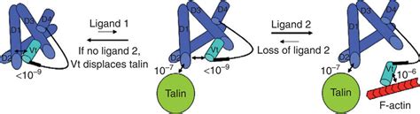 New insights into vinculin function and regulation. - Abstract - Europe PMC