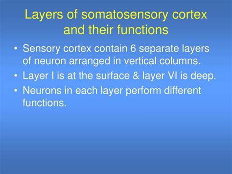 PPT - Somatosensory Cortex PowerPoint Presentation, free download - ID:595406