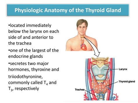 Pptx Anatomy And Physiology Of Thyroid Gland Dokumen Tips | Hot Sex Picture