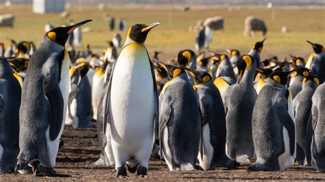 Falkland Islands in Photos: Postcards From the Land of Penguins