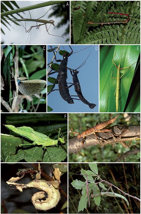 Frontiers | Old World and New World Phasmatodea: Phylogenomics Resolve the Evolutionary History ...