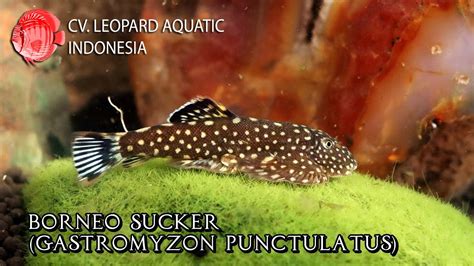 Gastromyzon punctulatus. The BORNEO Sucker that everybody loves! (Leopard Aquatic H004B) - YouTube