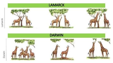 Darwin and lamarck evolution theories