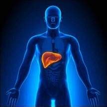 What Is The Heaviest Internal Organ In The Human Body? - What Things Weigh