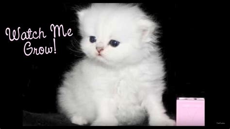 White Teacup Persian Cat