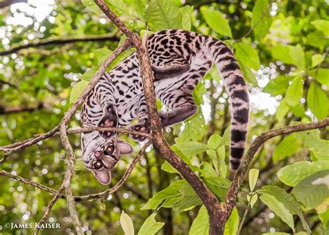 Baby Margay, Costa Rica • James Kaiser