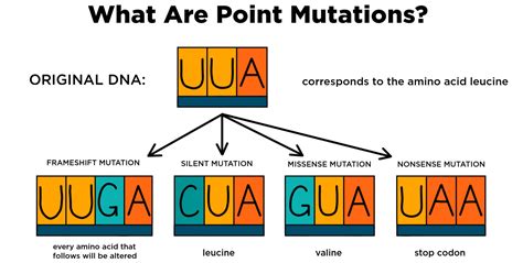 Point Mutation - Expii