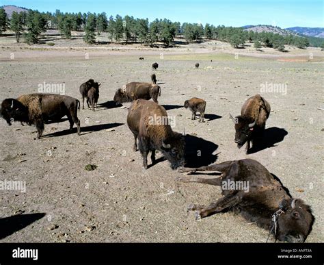 Dead Bison due to Overgrazing at Bison Ranch, Colorado, USA Stock Photo - Alamy