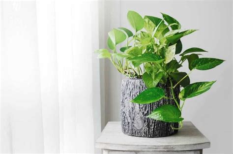 How To Grow And Propagate Devil's Ivy | Lawn.com.au