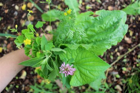 20+ Edible Weeds in Your Garden (with recipes!)