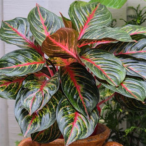 Red Emerald Chinese Evergreen Plant - Aglaonema - Grows in Dim Light ...