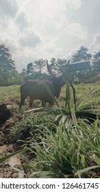 Sambar Deer Locally Known Payau Sabah Stock Photo 1264617457 | Shutterstock