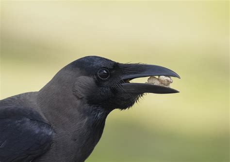 House crow (Corvus splendens)