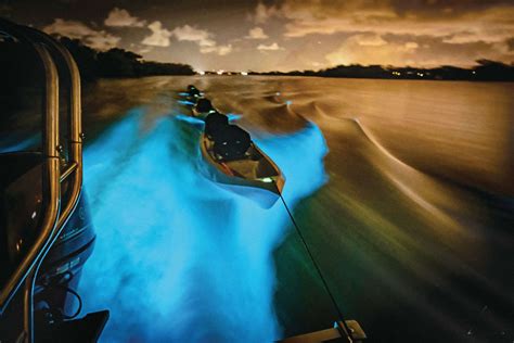 Fire in the water: The magical, bioluminescent glow of North Florida’s ...