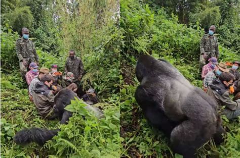 Gorilla approaches tourists exploring the jungle