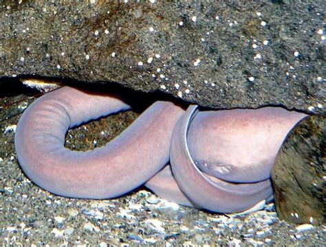 Hagfish – "OCEAN TREASURES" Memorial Library