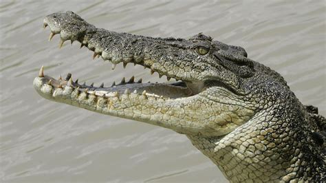 Australian police find human remains in crocodile | abc13.com