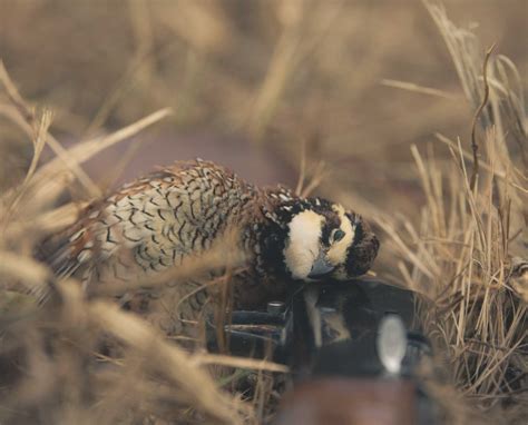 How to Hunt Public Land Bobwhite Quail - Project Upland