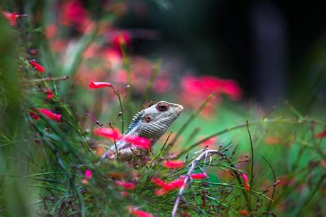 Premium Photo | Garden lizard on the branch of a plant in its natural ...