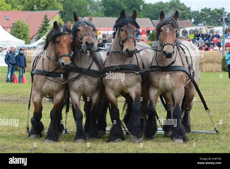 Europeans biggest draft horse show Stock Photo - Alamy