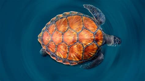 Green sea turtle shell Diagram | Quizlet