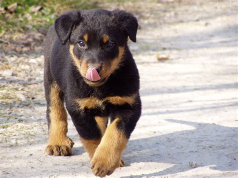 Beauceron Breed Guide - Learn about the Beauceron.