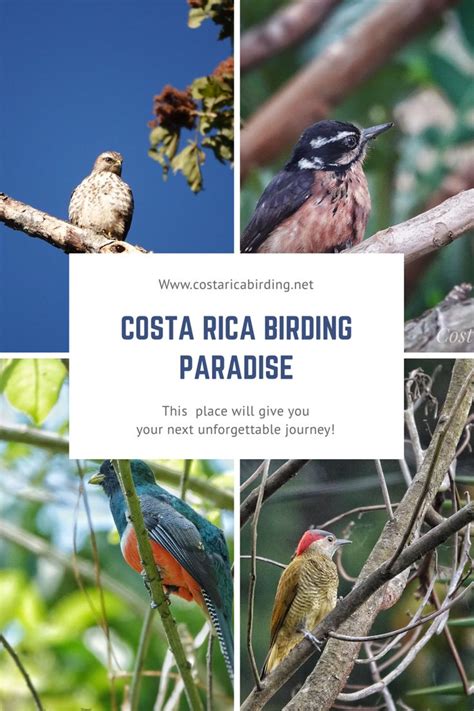 Hotspots birdwatching Costa Rica #birds #birding #birdwatching #costarica #visitcostarica ...