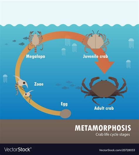 Crab life cycle metamorphosis vector image on VectorStock | Life cycles ...