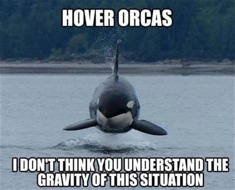 Silly Orcas not following the laws of physics - Meme Guy