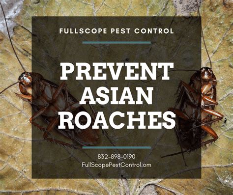 Asian Roach Prevention Tips | FullScope Pest Control