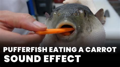 Pufferfish Eating A Carrot Sound Effect - Sound Effect MP3 Download