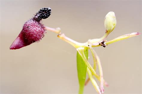 Australian Wildflowers - Flowers Across Melbourne