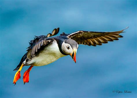 Puffin in Flight | World Photo Adventure