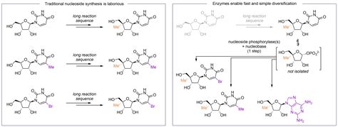 Diversifying nucleoside analogues with promiscuous phosphorylases