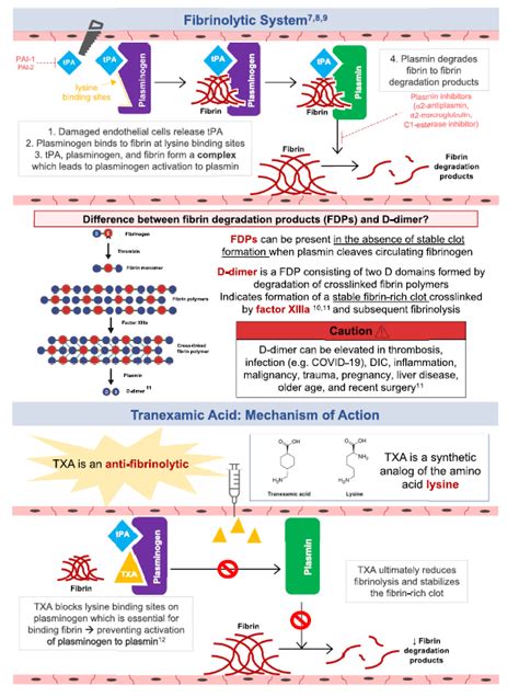 Tranexamic Acid Mechanism of Action - ClarertLucas