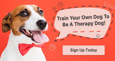 Therapy Dog Training: Everything You Need to Know