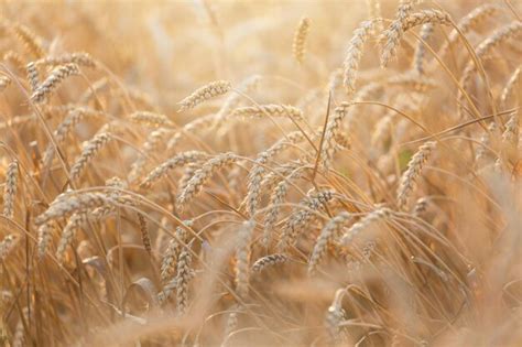 Page 95 | Wheat Crops Barley Images - Free Download on Freepik