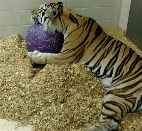 LSU's Mike the Tiger dies after cancer battle