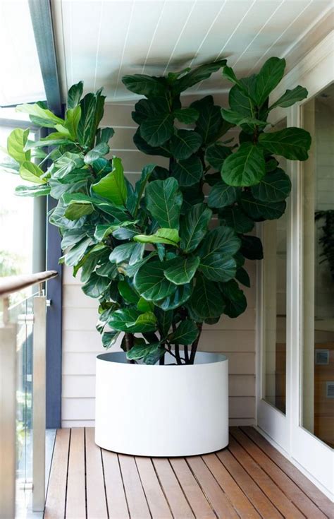 Fiddle Leaf Fig Tree