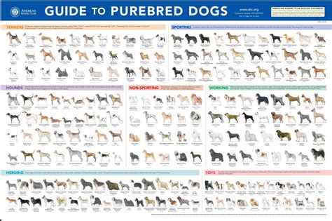 Dog Breed Chart With Names