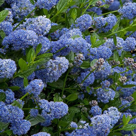 Ceanothus Victoria Tree | Potted California Wild Lilac Trees for Small ...