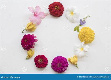 All Flowers Arrangement Circle on Background White Stock Photo - Image ...