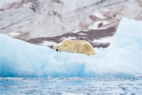 Polar bears could go extinct by 2100 due to global warming, study says ...